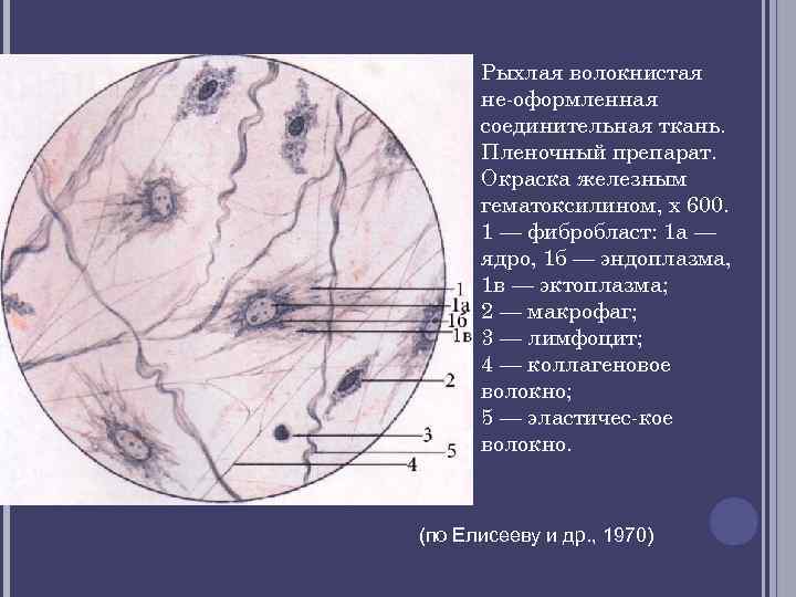 Рыхлая волокнистая неоформленная соединительная ткань рисунок