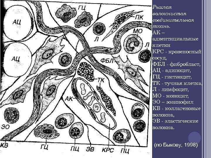 Рыхлая волокнистая соединительная ткань. АК – адвентициальные клетки КPC кровеносный сосуд, ФБЛ фибробласт, АЦ