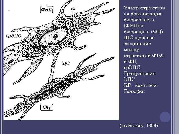  Ультраструктурн ая организация фибробласта (ФБЛ) и фиброцита (ФЦ) ЩС щелевое соединение между отростками