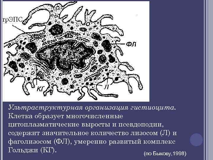 Ультраструктурная организация гистиоцита. Клетка образует многочисленные цитоплазматические выросты и псевдоподии, содержит значительное количество лизосом