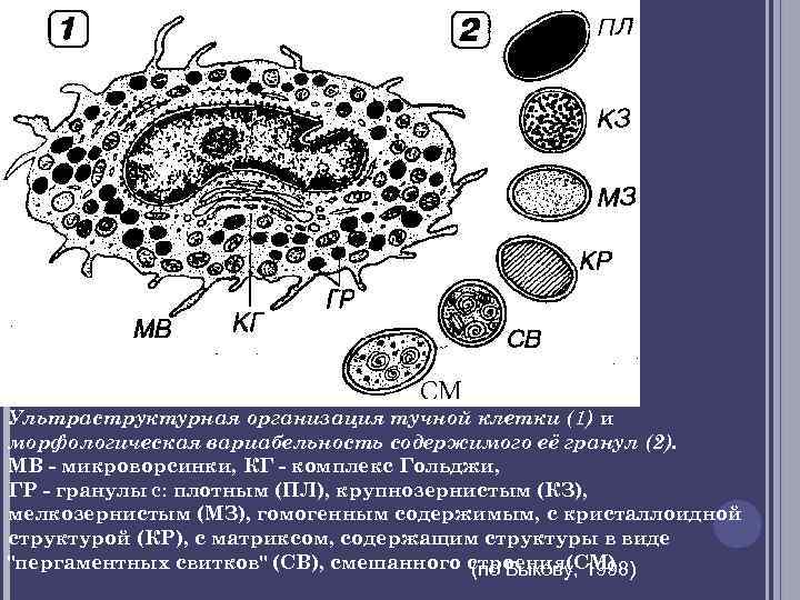 Ультраструктурная организация тучной клетки (1) и морфологическая вариабельность содержимого её гранул (2). MВ -