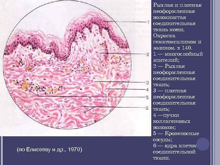  Рыхлая и плотная неоформленная волокнистая соединительная ткань кожи. Окраска гематоксилином и эозином. х