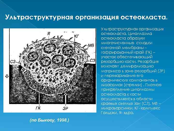 Схема строение остеокласта