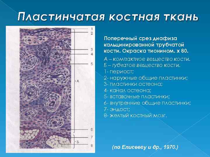 Какая ткань содержит