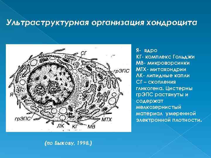 Хондроцит