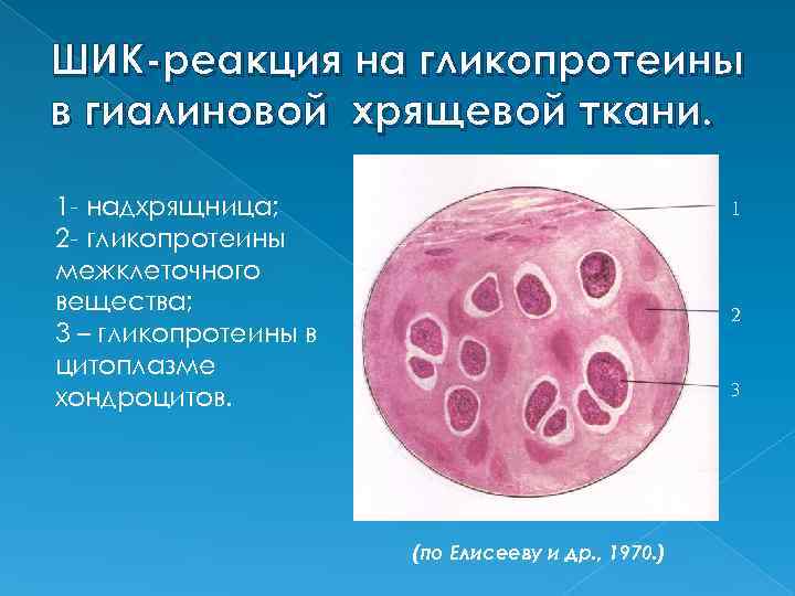 Лекция по теме Гистология 