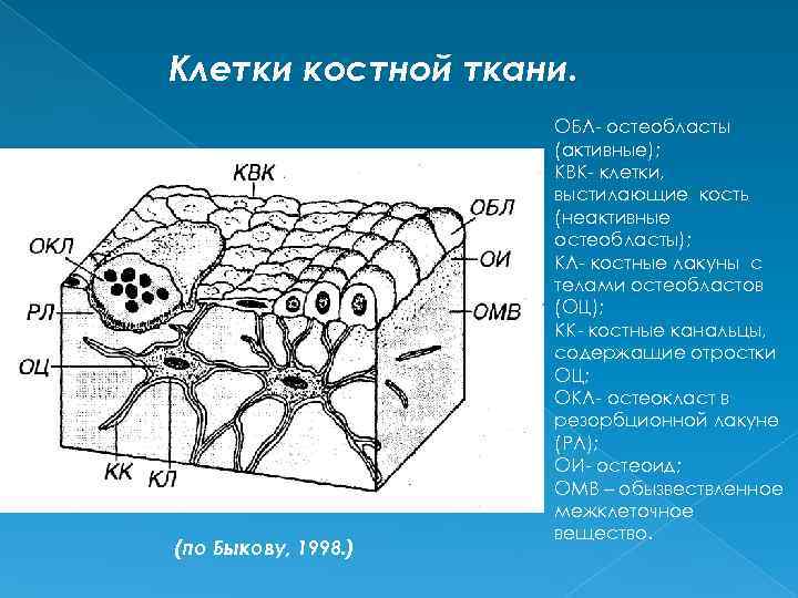 Клетка костной ткани остеоциты