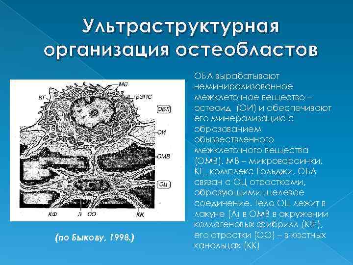 Схема строения остеобласта