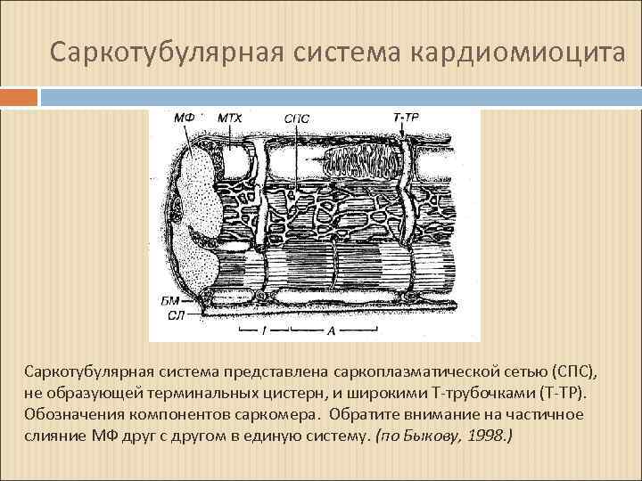  Саркотубулярная система кардиомиоцита Саркотубулярная система представлена саркоплазматической сетью (СПС), не образующей терминальных цистерн,