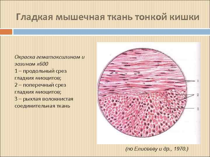 Гладкая мышечная ткань мочевого пузыря