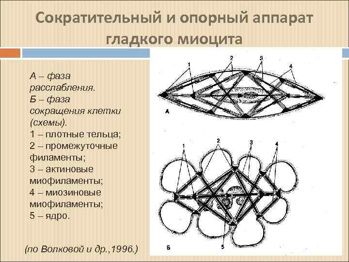 Структурная модификация. Сократительного аппарата гладких миоцитов. Сократительный и опорный аппарат гладкого миоцита. Сократительный аппарат гладких миоцитов представлен. Сократительный аппарат гладкой мышечной ткани.