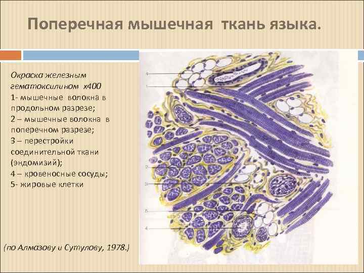 Ткань языка. Поперечно полосатая мышечная ткань языка кролика гистология. Поперечно полосатая мышечная ткань языка кролика препарат. Поперечно полосатая мышечная ткань языка гистология препарат. Скелетная мышечная ткань языка гистология.