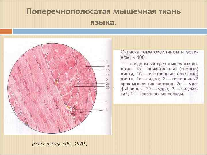Поперечнополосатая мышечная ткань сердца