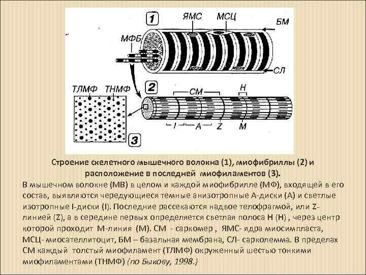  Строение скелетного мышечного волокна (1), миофибриллы (2) и расположение в последней миофиламентов (3).