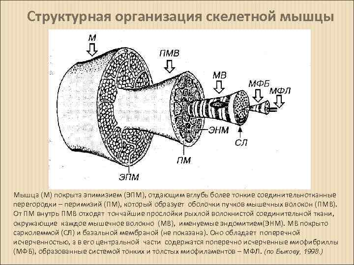  Структурная организация скелетной мышцы Мышца (М) покрыта эпимизием (ЭПМ), отдающим вглубь более тонкие