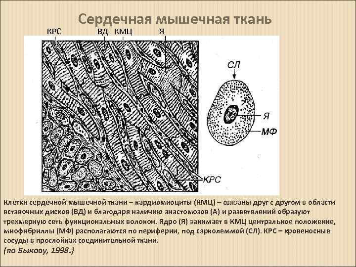 Какими буквами обозначены изображения гладкой мышечной ткани впр по биологии