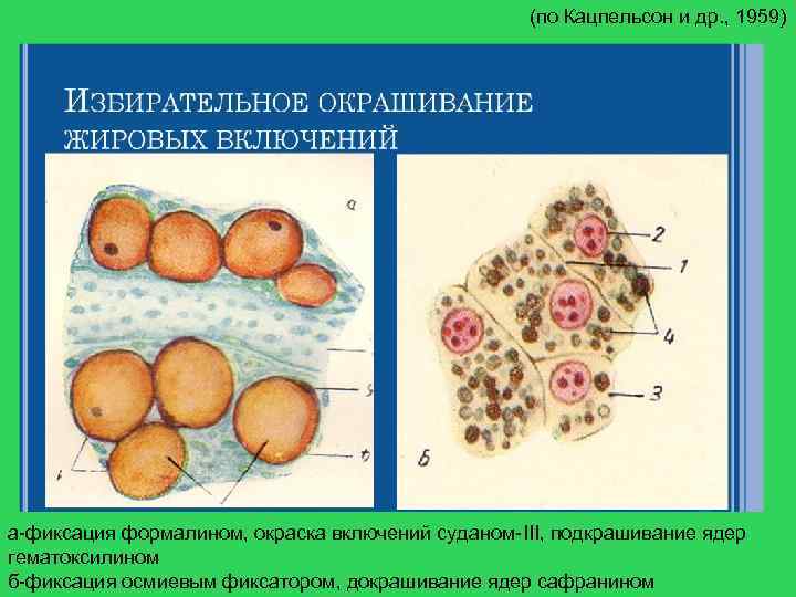  (по Кацпельсон и др. , 1959) а-фиксация формалином, окраска включений суданом-III, подкрашивание ядер