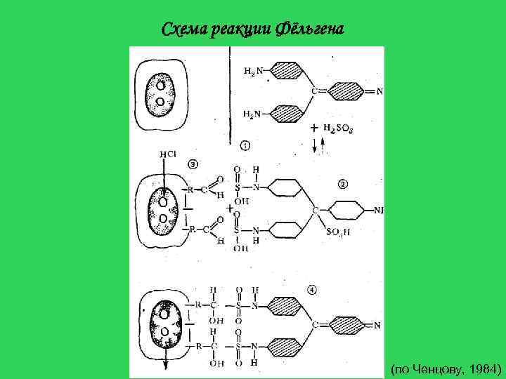 Схема реакции Фёльгена (по Ченцову, 1984) 