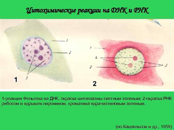  Цитохимические реакции на ДНК и РНК 1 2 1 -реакция Фельгена на ДНК,