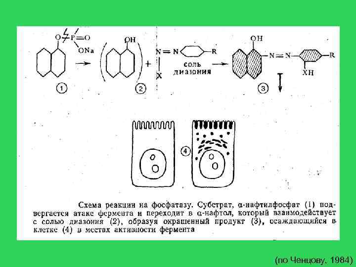 (по Ченцову, 1984) 