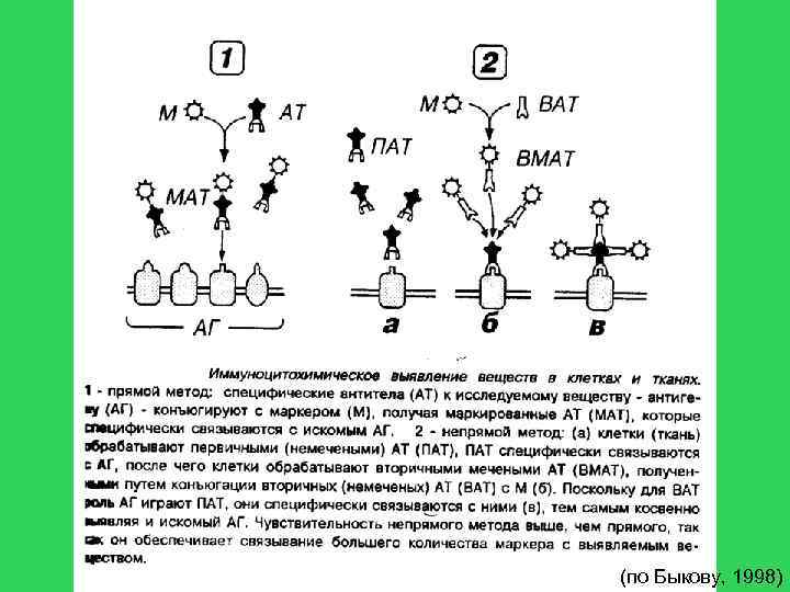 (по Быкову, 1998) 