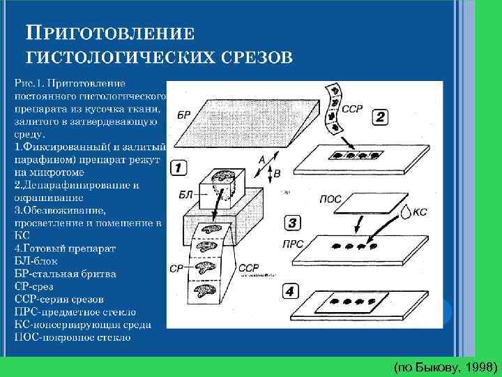 (по Быкову, 1998) 