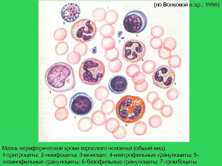 (по Волковой и др. , 1996) Мазок периферической крови взрослого человека (общий вид).