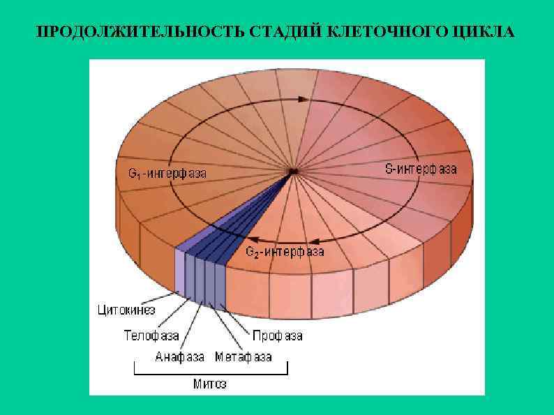 ПРОДОЛЖИТЕЛЬНОСТЬ СТАДИЙ КЛЕТОЧНОГО ЦИКЛА 