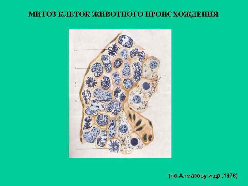 МИТОЗ КЛЕТОК ЖИВОТНОГО ПРОИСХОЖДЕНИЯ      (по Алмазову и др. ,