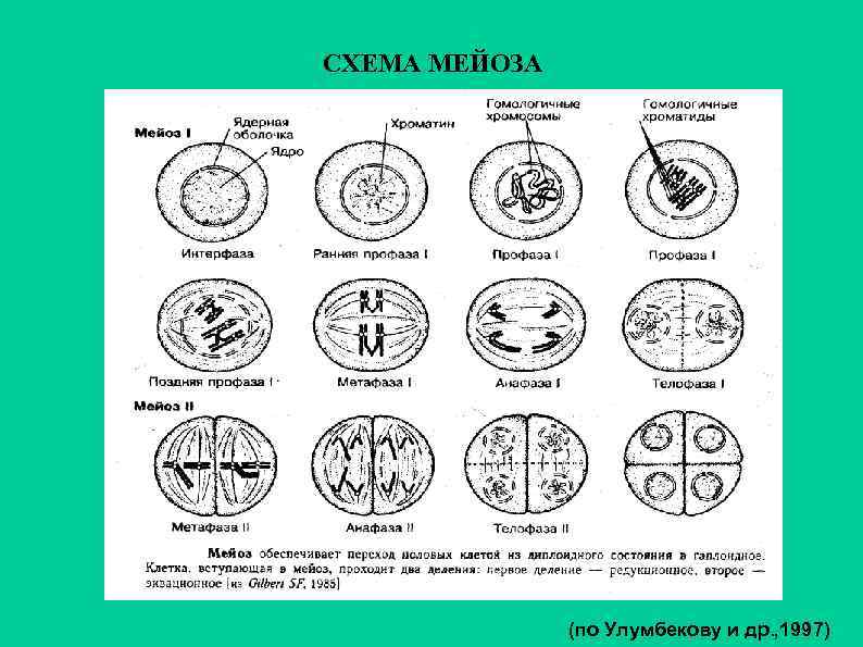 СХЕМА МЕЙОЗА    (по Улумбекову и др. , 1997) 