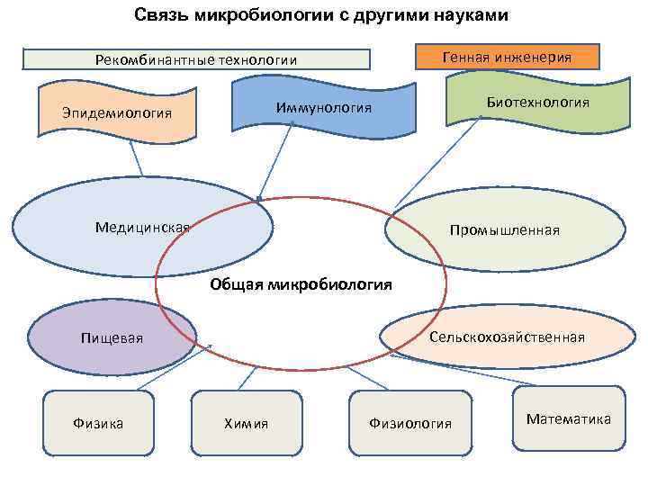  Связь микробиологии с другими науками Рекомбинантные технологии Генная инженерия Иммунология Биотехнология Эпидемиология Медицинская