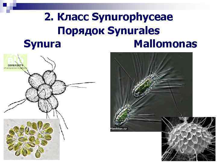  2. Класс Synurophyceae Порядок Synurales Synura Mallomonas 