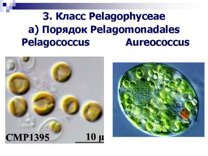  3. Класс Pelagophyceae а) Порядок Pelagomonadales Pelagococcus Aureococcus 