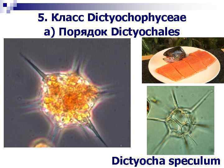 5. Класс Dictyochophyceae a) Порядок Dictyochales Dictyocha speculum 