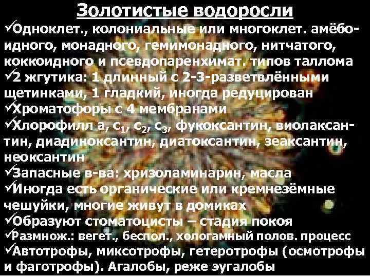  Золотистые водоросли üОдноклет. , колониальные или многоклет. амёбо- идного, монадного, гемимонадного, нитчатого, коккоидного