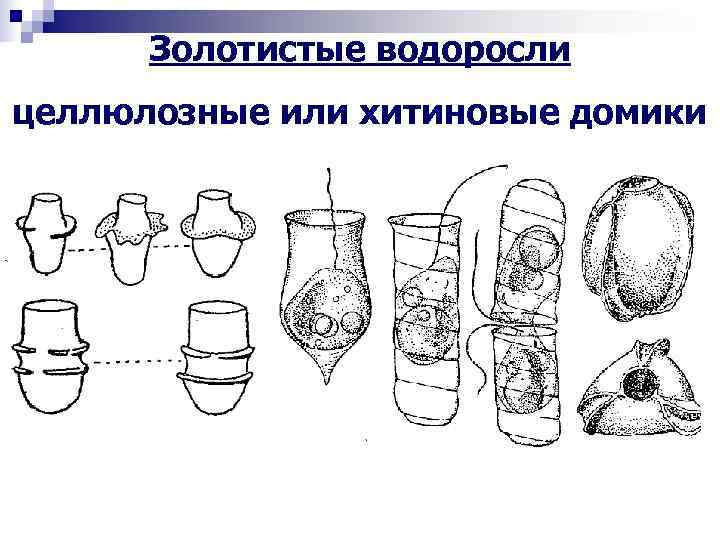  Золотистые водоросли целлюлозные или хитиновые домики 