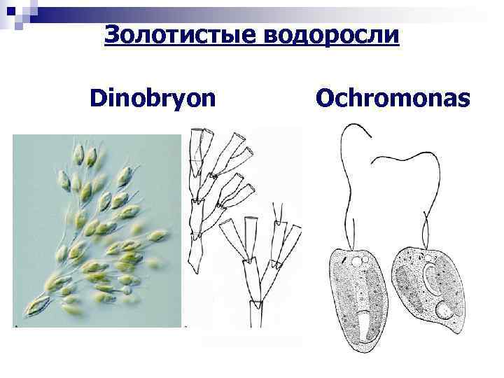  Золотистые водоросли Dinobryon Ochromonas 