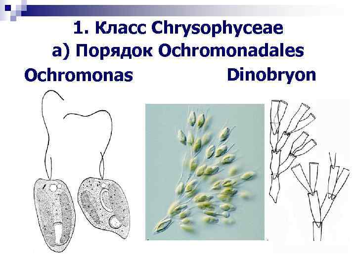  1. Класс Chrysophyceae a) Порядок Ochromonadales Ochromonas Dinobryon 