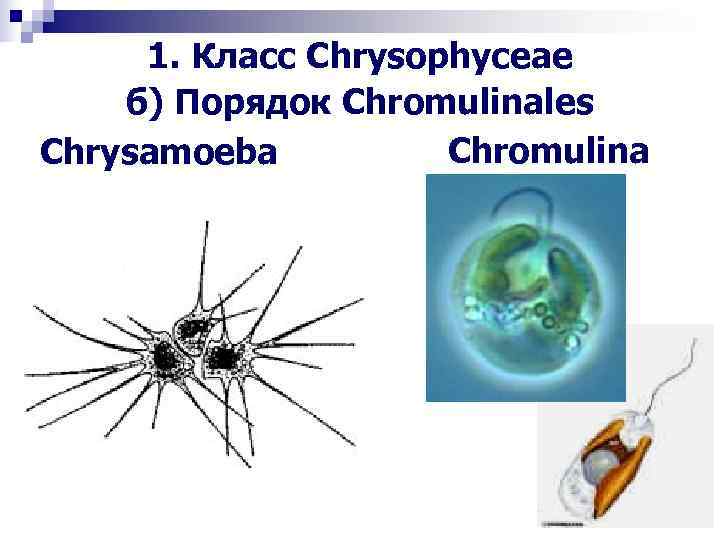  1. Класс Chrysophyceae б) Порядок Chromulinales Chrysamoeba Chromulina 