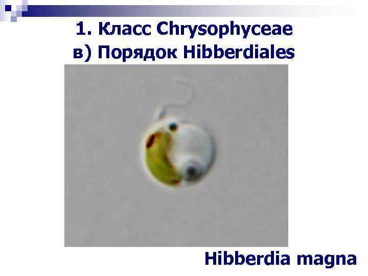 1. Класс Chrysophyceae в) Порядок Hibberdiales Hibberdia magna 