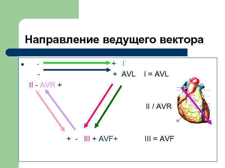  Направление ведущего вектора . l - + I - + AVL I =