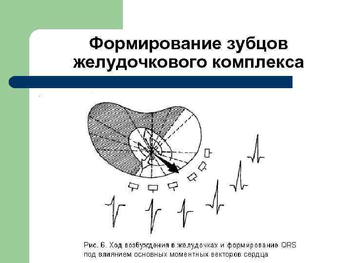  Формирование зубцов желудочкового комплекса. 