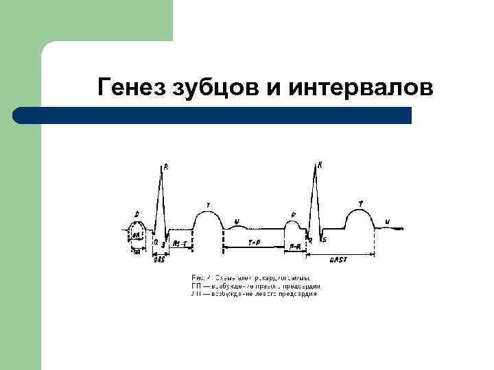 Генез зубцов и интервалов 