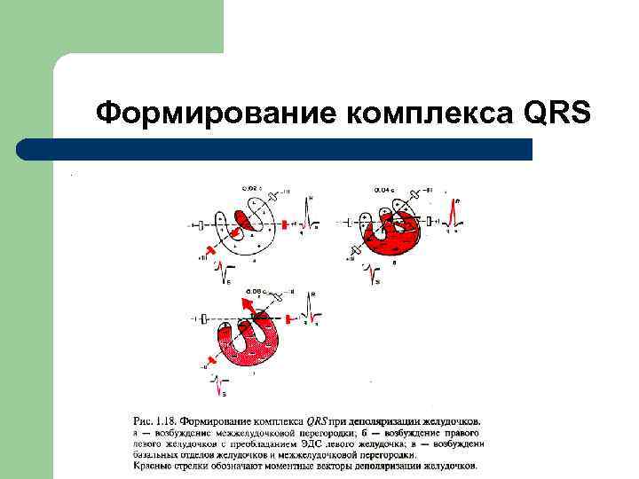  Формирование комплекса QRS. 