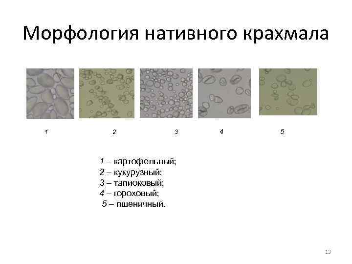 Морфология нативного крахмала 1 2   3  4  5  1