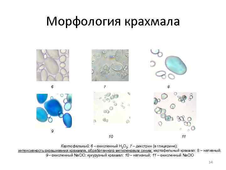    Морфология крахмала    6     7