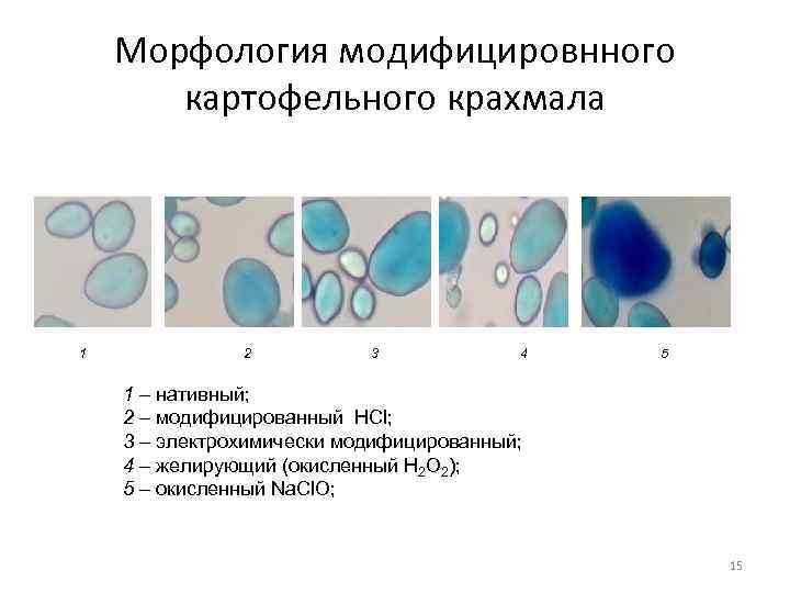  Морфология модифицировнного  картофельного крахмала 1   2  3 