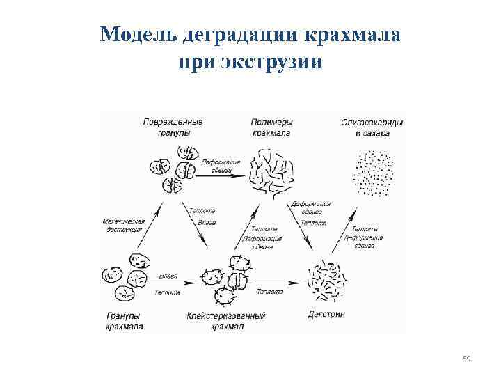 Модель деградации крахмала  при экструзии       59 