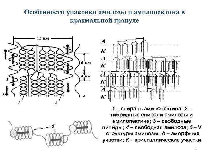 Особенности упаковки амилозы и амилопектина в   крахмальной грануле    