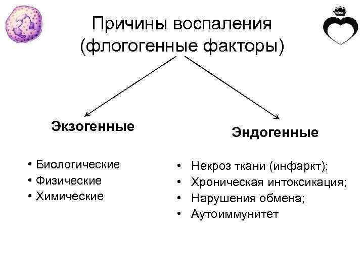  Причины воспаления (флогогенные факторы) Экзогенные Эндогенные • Биологические • Некроз ткани (инфаркт); •